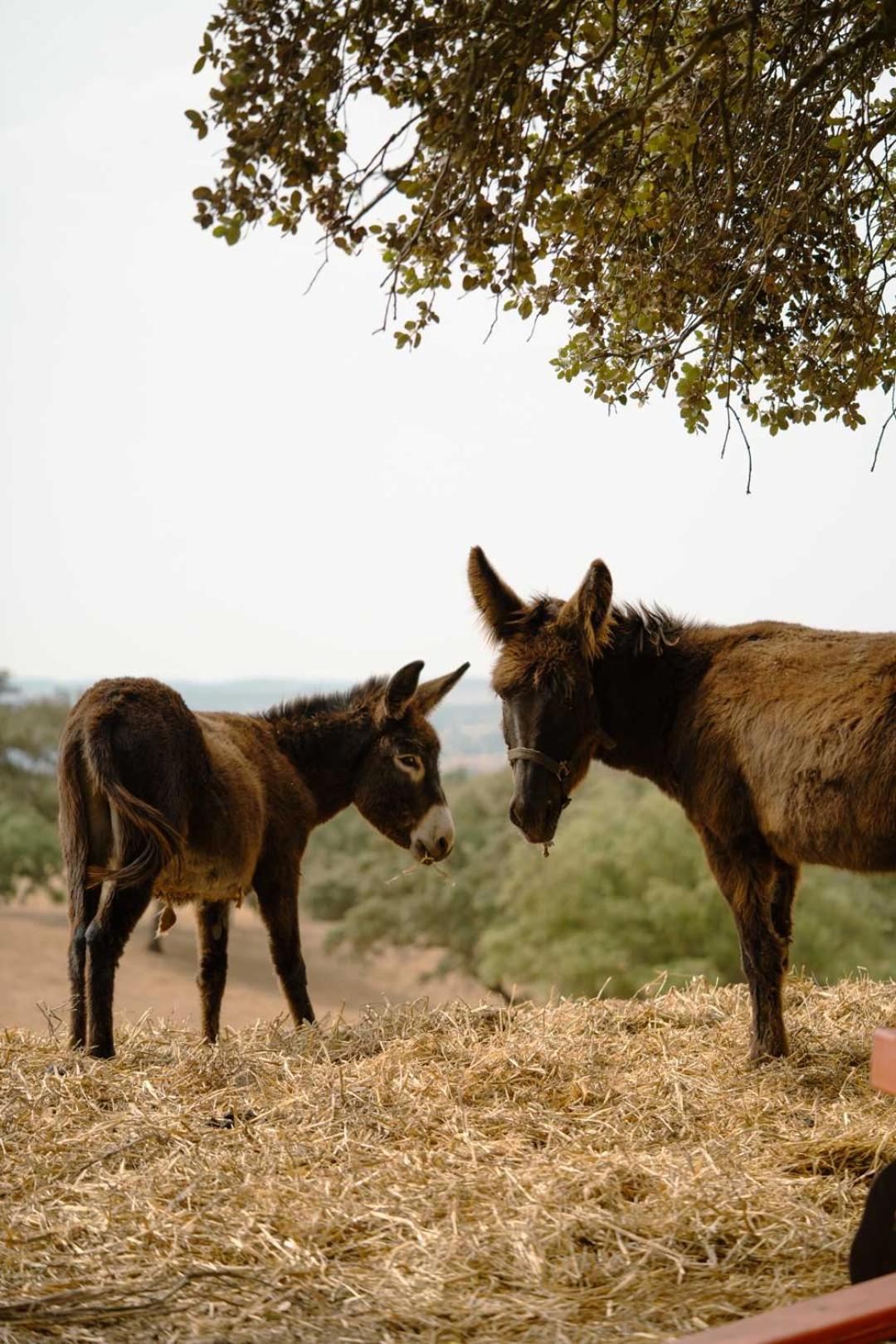 Herdade Vale De Cabras Portel Exteriör bild